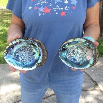 Two piece lot of 6 & 6-1/2" Natural Green Abalone for sale $23