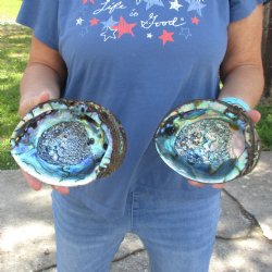 Two piece lot of 6 & 6-1/2" Natural Green Abalone for sale $23