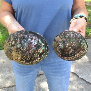 Two piece lot of 6 & 6-1/2" Natural Green Abalone for sale $23