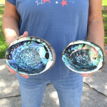 Two piece lot of 6 & 6-1/2" Natural Green Abalone for sale $23