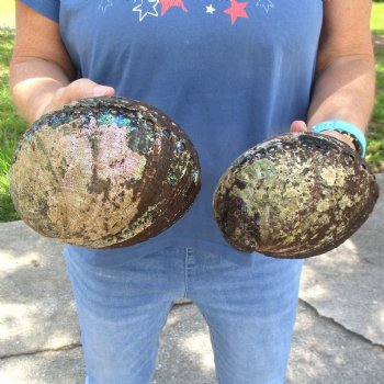 Two piece lot of 6 & 6-1/2" Natural Green Abalone for sale $23