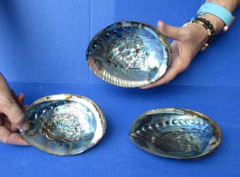 3 pc Natural Green Abalone shells 5 to 5-3/4 inches - $25/lot
