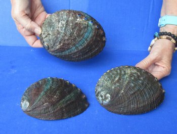 3 pc Natural Green Abalone shells 5 to 5-3/4 inches - $25/lot