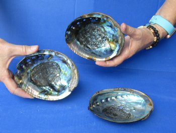 3 pc Natural Green Abalone shells 5 to 5-3/4 inches - $25/lot
