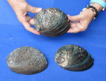 3 pc Natural Green Abalone shells 5 to 5-3/4 inches - $25/lot