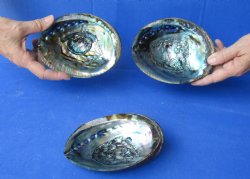 3 pc Natural Green Abalone shells 5 to 5-3/4 inches - $25/lot