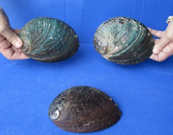 3 pc Natural Green Abalone shells 5 to 5-3/4 inches - $25/lot