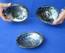 3 pc Natural Green Abalone shells 5 to 5-3/4 inches - $25/lot