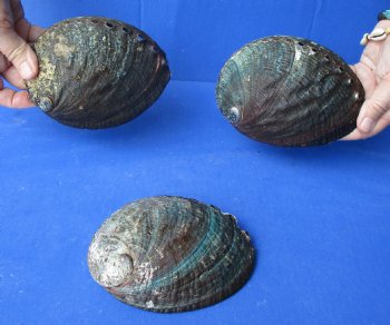 3 pc Natural Green Abalone shells 5 to 5-3/4 inches - $25/lot