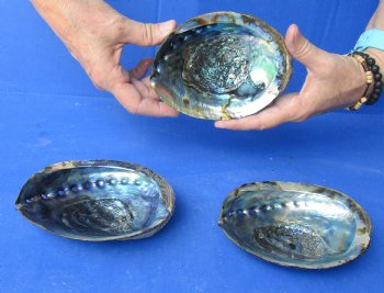 3 pc Natural Green Abalone shells 5 to 5-3/4 inches - $25/lot