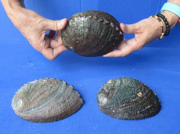 3 pc Natural Green Abalone shells 5 to 5-3/4 inches - $25/lot