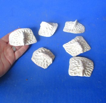 6 XL Alligator Osteoderm Bones - $25