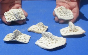 6 XL Alligator Osteoderm Bones - $25