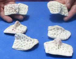 6 XL Alligator Osteoderm Bones - $25