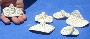 6 XL Alligator Osteoderm Bones - $25