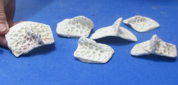 6 XL Alligator Osteoderm Bones - $25