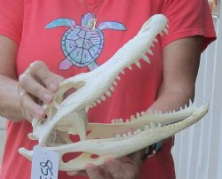 For Sale Real Florida Alligator Skull, 11 inches for $95