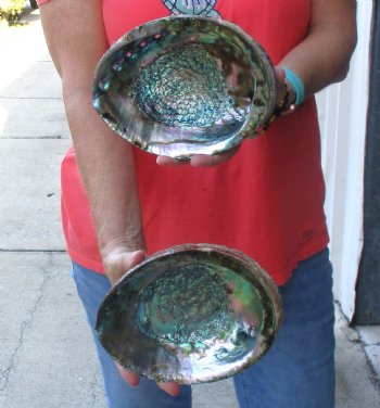 Two piece lot of 7-1/2 & 7-3/4" Natural Green Abalone for sale $31