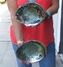 Two piece lot of 7-1/2 & 7-3/4" Natural Green Abalone for sale $31