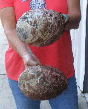 Two piece lot of 7-1/2 & 7-3/4" Natural Green Abalone for sale $31