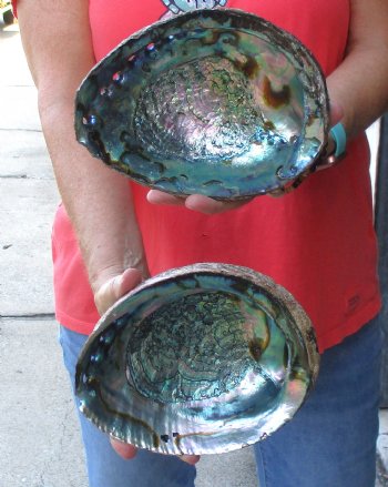 Two piece lot of 7-1/2 & 7-3/4" Natural Green Abalone for sale $31