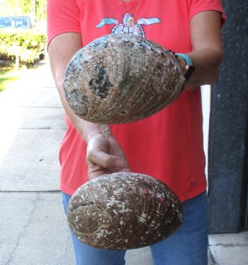Two piece lot of 7-1/2 & 7-3/4" Natural Green Abalone for sale $31