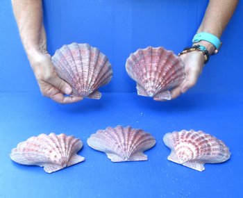 Buy this 5 piece lot of 5-6 inch Brown Lion Paw shells for $20/lot