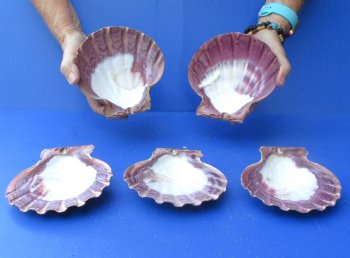 Buy this 5 piece lot of 5-6 inch Brown Lion Paw shells for $20/lot