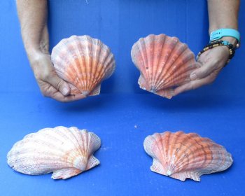 Buy this 4 piece lot of 6-7 inch Orange Lion Paw shells for $20/lot