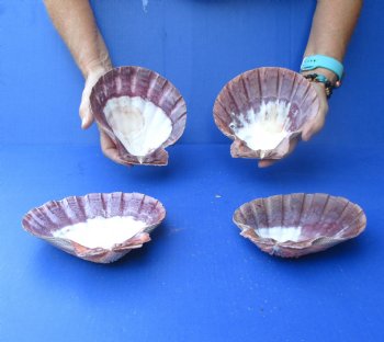 Buy this 4 piece lot of 6-7 inch Orange Lion Paw shells for $20/lot