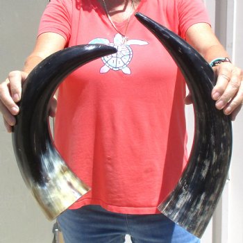 2pc Buffed water buffalo horn measuring 18 &19 inches for $25