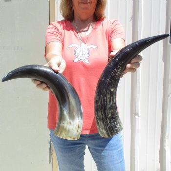 2pc Buffed water buffalo horn measuring 18 &19 inches for $25