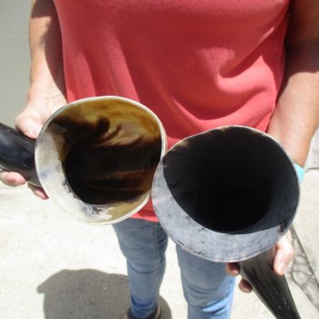 2pc Buffed water buffalo horn measuring 18 &19 inches for $25