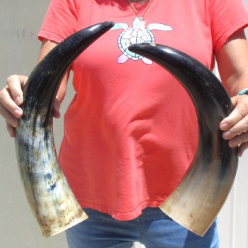 2pc Buffed water buffalo horn measuring19 inches for $25