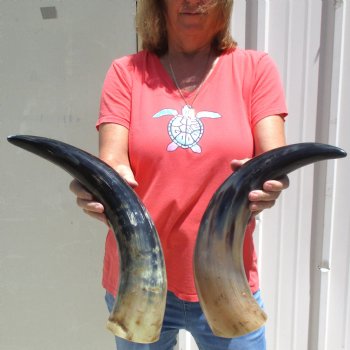 2pc Buffed water buffalo horn measuring19 inches for $25