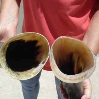 2pc Buffed water buffalo horn measuring19 inches for $25