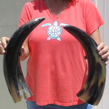 2pc Buffed water buffalo horn measuring 18 & 19 inches for $25