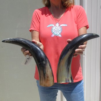 2pc Buffed water buffalo horn measuring 18 & 19 inches for $25