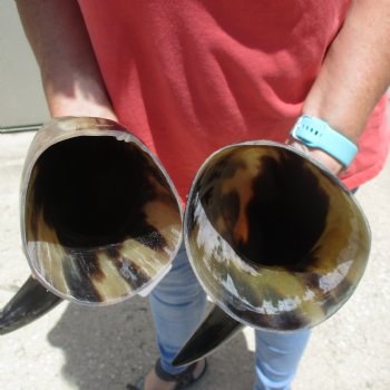 2pc Buffed water buffalo horn measuring 18 & 19 inches for $25