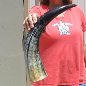 Buffed water buffalo horn measuring 20 inches for $20