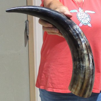 Buffed water buffalo horn measuring 20 inches for $20