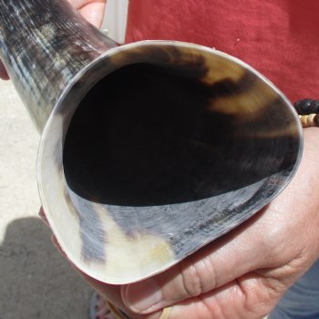 Buffed water buffalo horn measuring 20 inches for $20