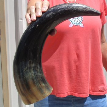 Buffed water buffalo horn measuring 20 inches for $20