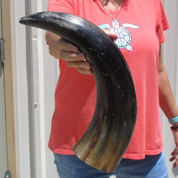 Buffed water buffalo horn measuring 20 inches for $20