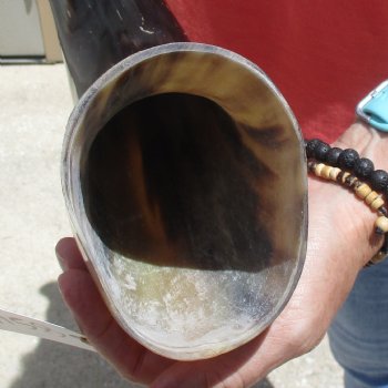 Buffed water buffalo horn measuring 20 inches for $20