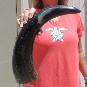 Buffed water buffalo horn measuring 20 inches for $20