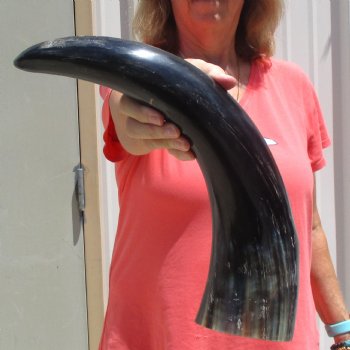 Buffed water buffalo horn measuring 20 inches for $20