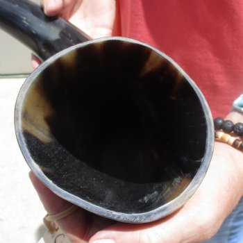 Buffed water buffalo horn measuring 20 inches for $20