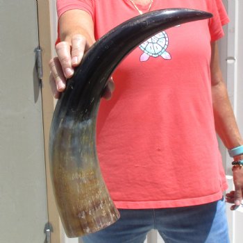 Buffed water buffalo horn measuring 20 inches for $20