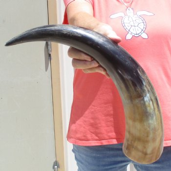 Buffed water buffalo horn measuring 20 inches for $20